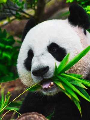 Panda mangeant du bambou