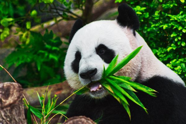 Panda mangeant du bambou