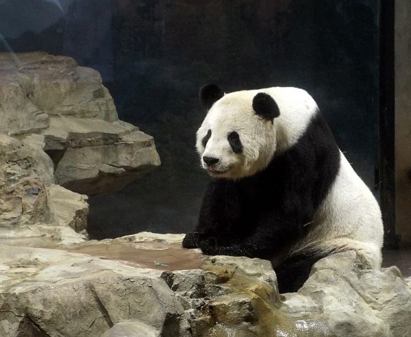 Panda sur un rocher