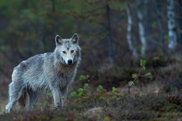 Loup gris dans la forêt