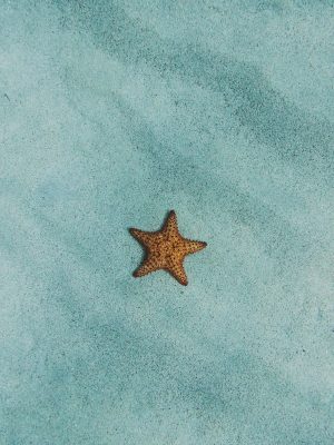 Étoile de mer brune sur sable bleu