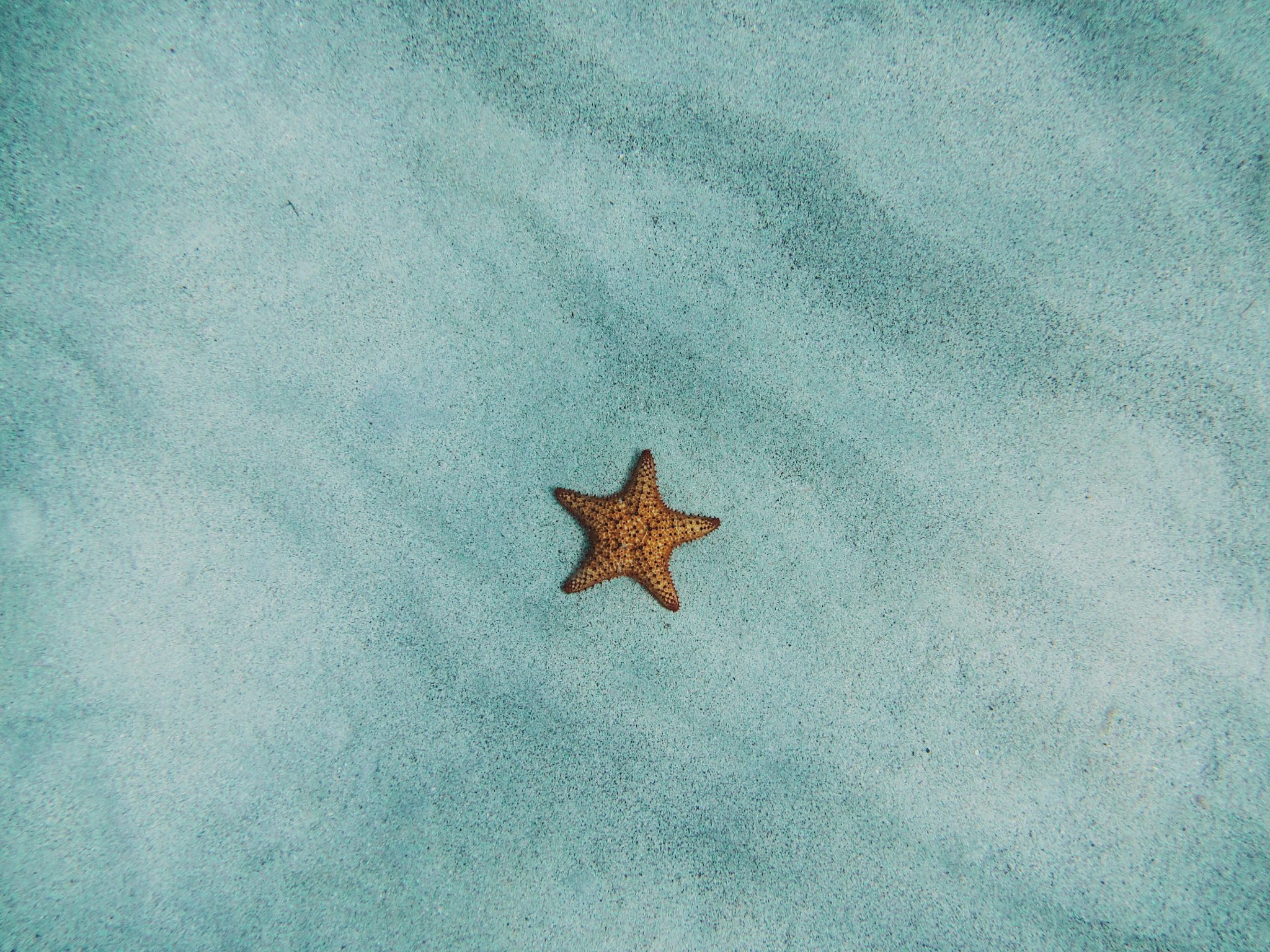 Étoile de mer brune sur sable bleu