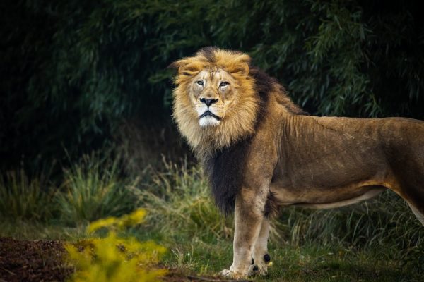 Lion sauvage dans l'herbe