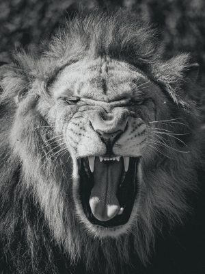 Lion en noir et blanc avec la gueule ouverte