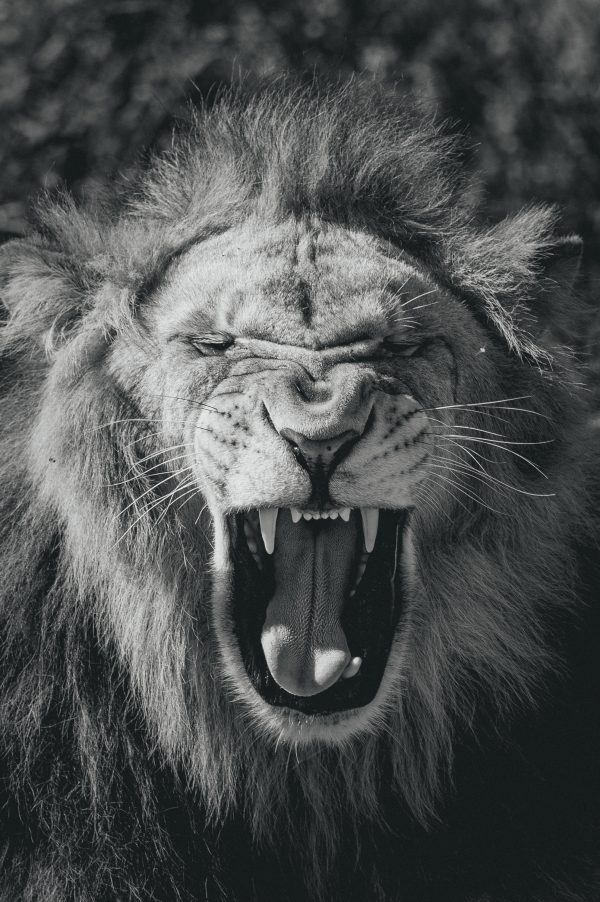 Lion en noir et blanc avec la gueule ouverte