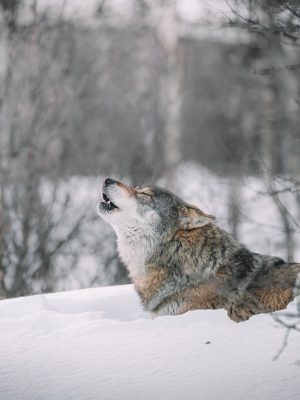 Loup brun sur un sol enneigé