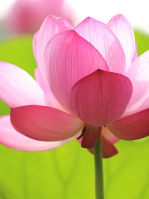 Photo d'une fleur de lotus