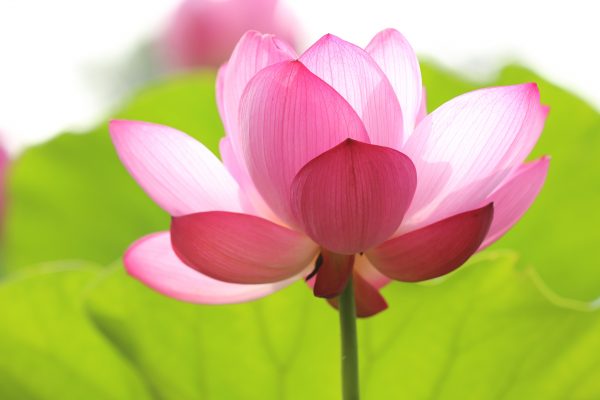 Photo d'une fleur de lotus
