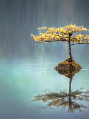 Petit arbre au milieu de l'eau