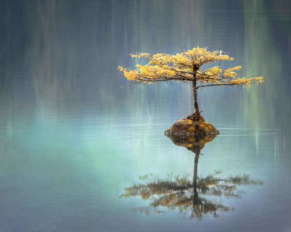 Petit arbre au milieu de l'eau