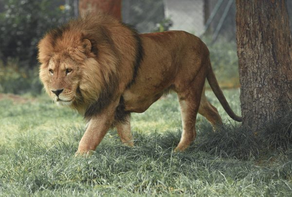 Lion adulte marchant
