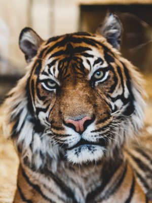 Visage d'un tigre