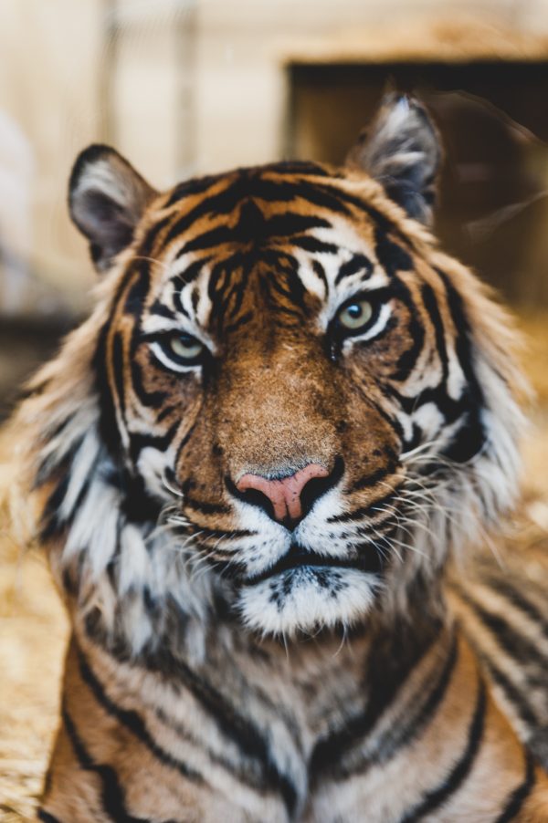 Visage d'un tigre