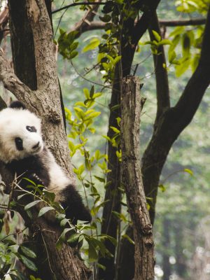 Bébé panda dans un arbre