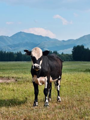 Vache debout dans un champ