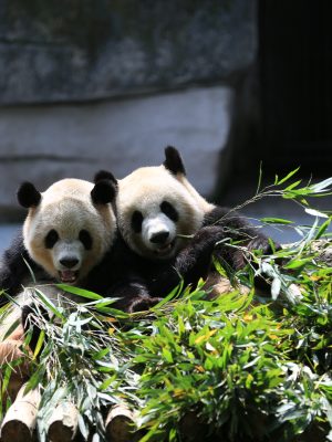 Deux pandas mangent du bambou