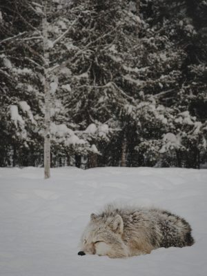 Loup gris couché dans la neige