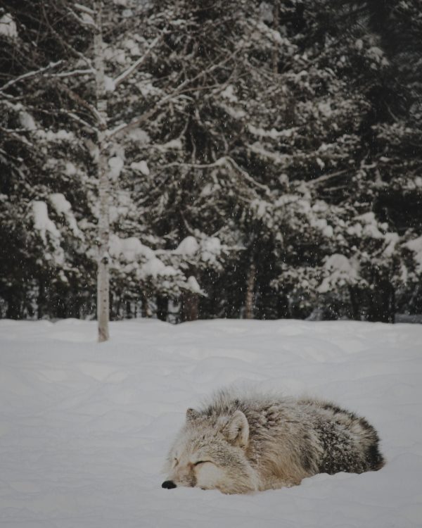 Loup gris couché dans la neige