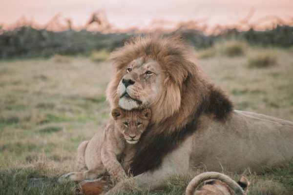 Lion et son petit