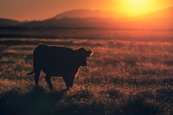 Silhouette d'une vache pendant le coucher du soleil