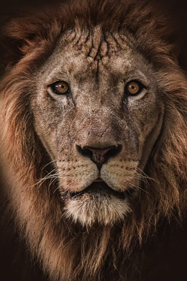 Visage d'un lion