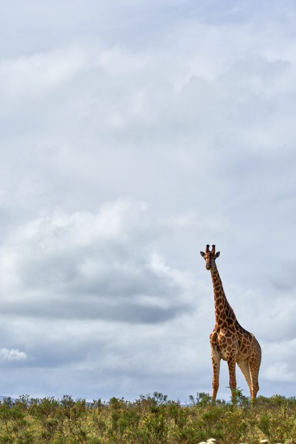 Girafe brune sous des nuages blancs