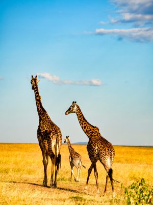 Trois giraffes dans un champ d'herbe
