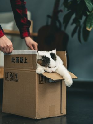 Chat dort dans un carton