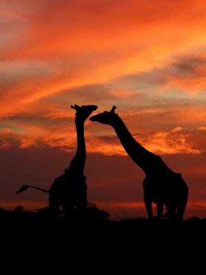 Deux silhouettes de girafe