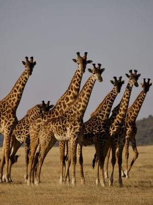 Girafes sur un champ d'herbe