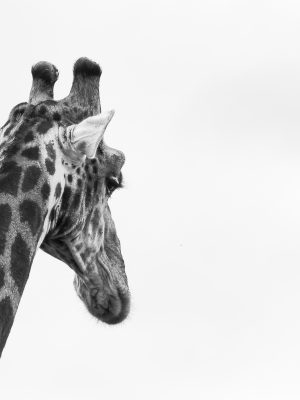 Tête de girafe en noir en blanc