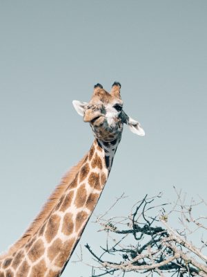 Girafe en contre-plongée
