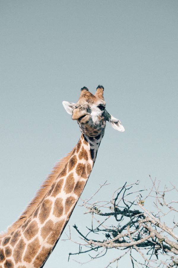 Girafe en contre-plongée