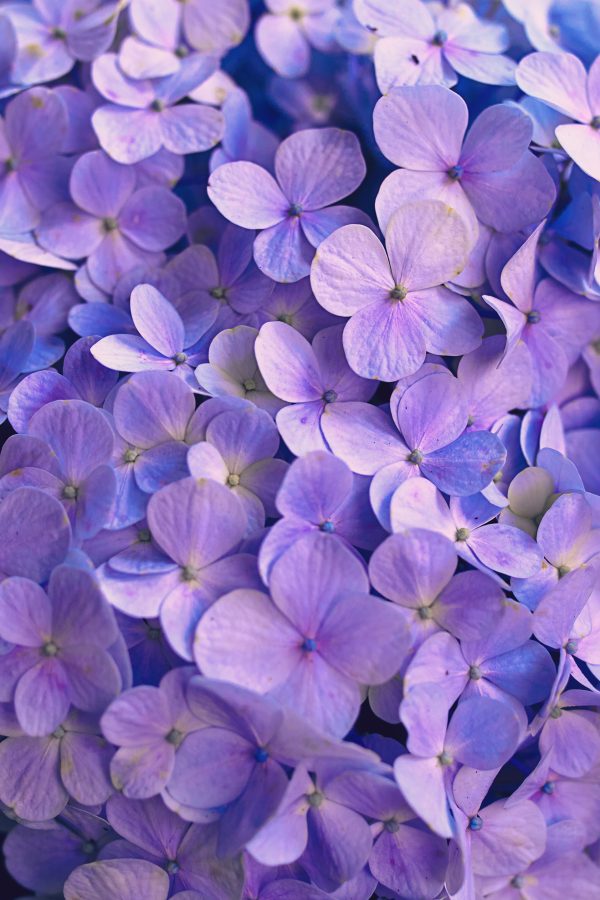 Pétales de fleurs violettes