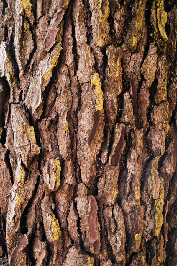 Tronc d'arbre brun