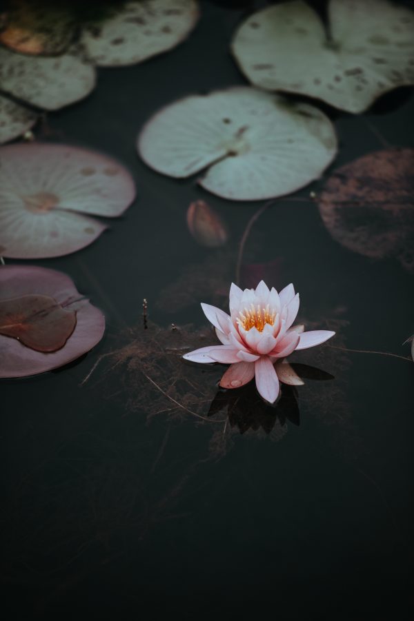 Fleur de lotus rose sur un plan d'eau