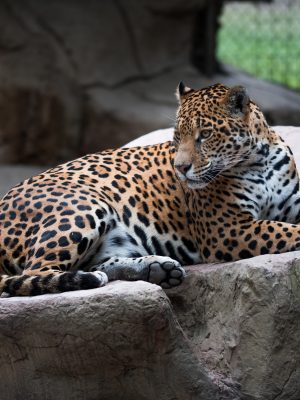 Un léopard couché sur un rocher