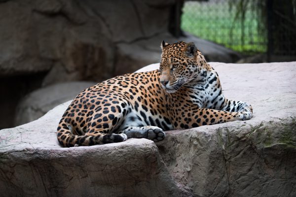 Un léopard couché sur un rocher