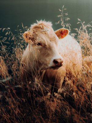Une vache dans un champ d'herbes hautes