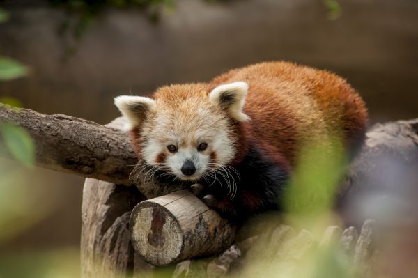 broderie diamant Un panda roux sur un tronc d'arbre
