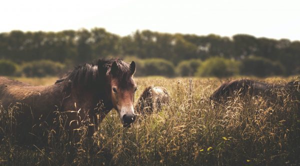 broderie diamant Un cheval dans un champ