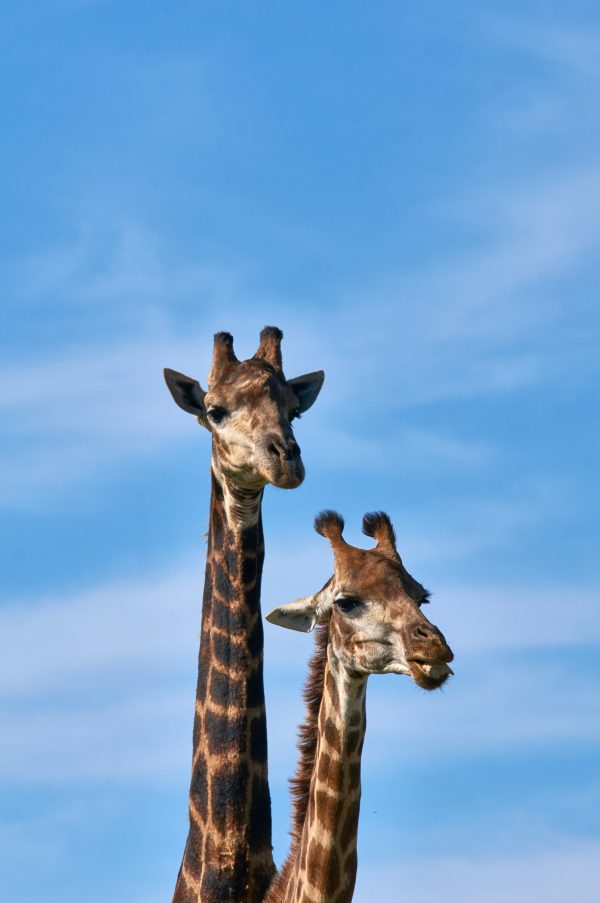 broderie diamant Deux girafes debout dans l'herbe