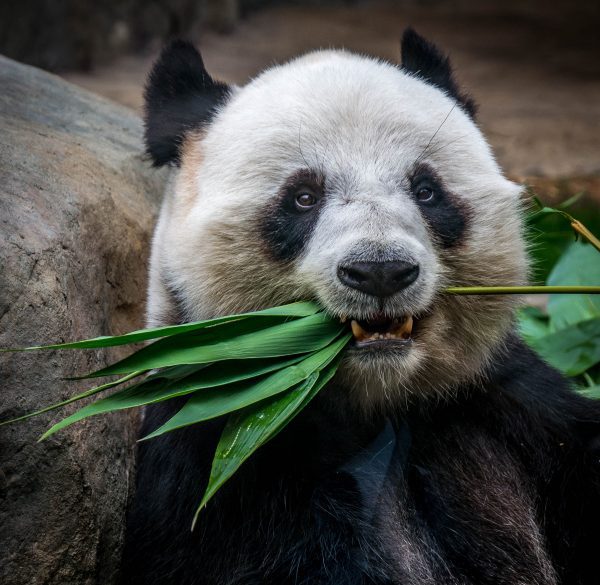 broderie diamant Un panda mangeant des feuilles dans sa bouche