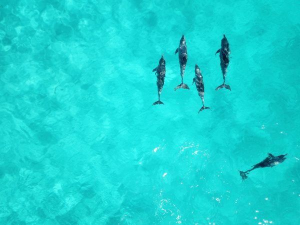 broderie diamant Un groupe de dauphins nageant dans l'eau bleue