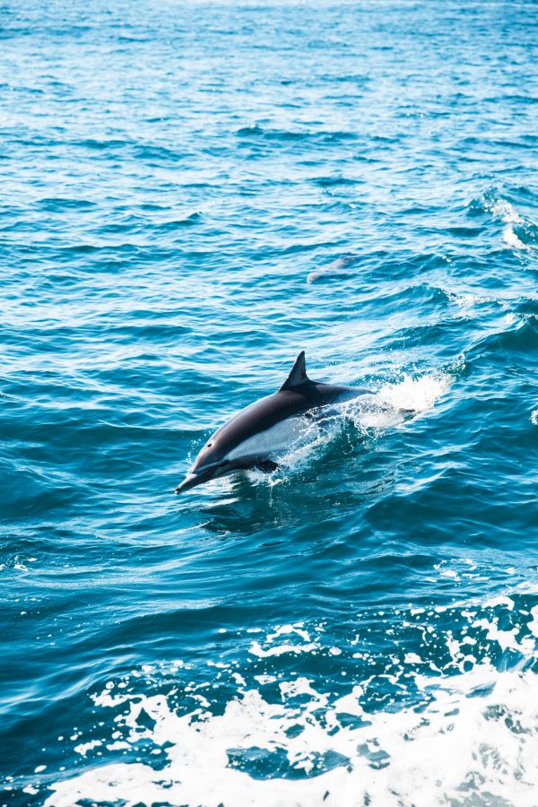 broderie diamant Un dauphin sautant hors de l'eau