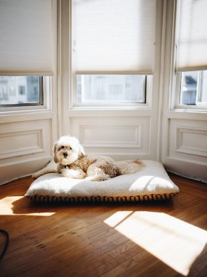 broderie diamant Un chien couché sur un oreiller dans un coin de la pièce