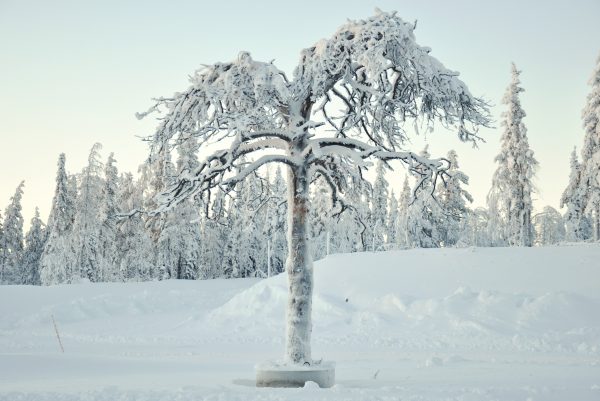 broderie diamant Un arbre couvert de neige