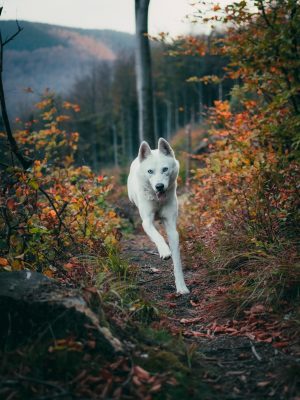 broderie diamant Un chien blanc courant sur un chemin dans les bois