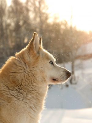 broderie diamant Un chien regardant la neige