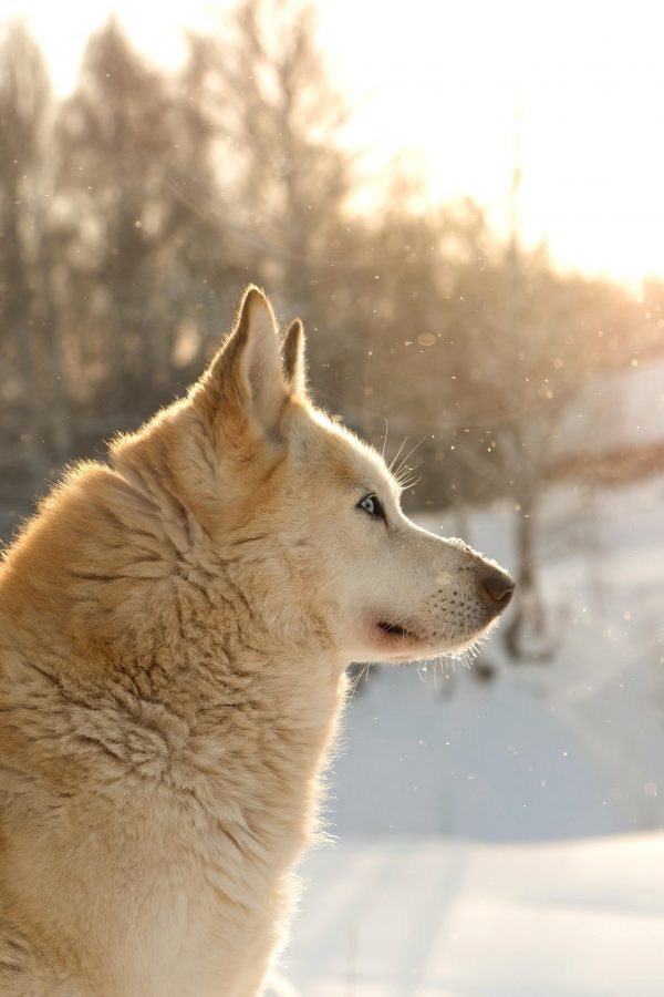 broderie diamant Un chien regardant la neige